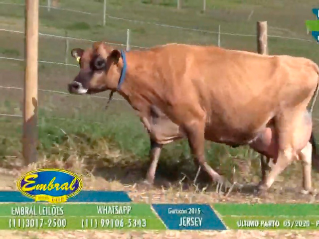Leilão virtual vende 500 vacas e fatura mais de R$ 3 milhões