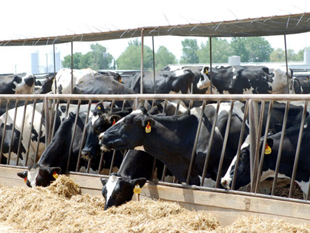 Comportamento animal é apoio à sustentabilidade