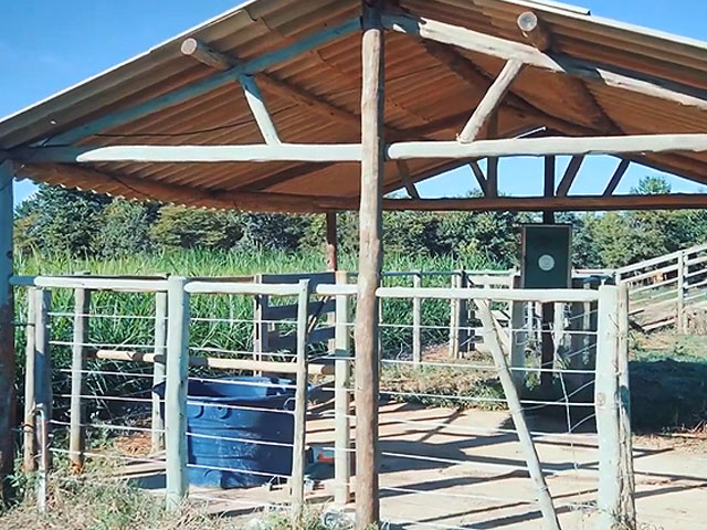 Emater-DF apresenta opções de alimentação para gado de corte e de leite