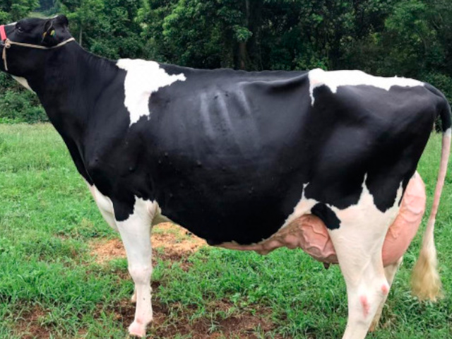 É de Jaborá-SC a vaca mais produtiva do Brasil
