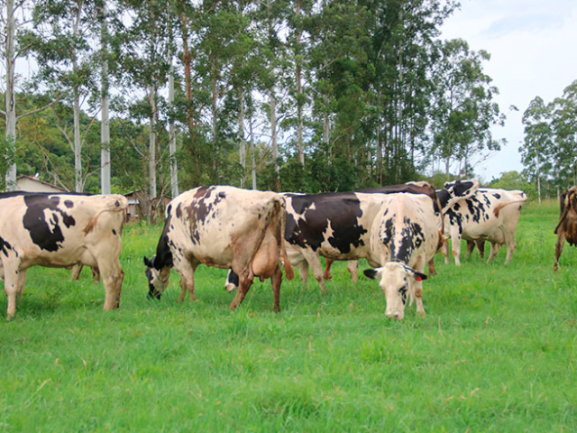 Consequência da seca, falta de alimentos para o rebanho leiteiro preocupa produtores