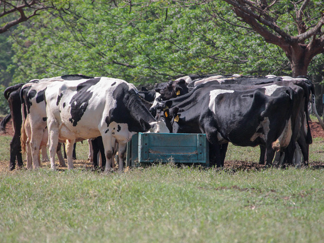 Nutrição de precisão alia produção e sustentabilidade na pecuária leiteira