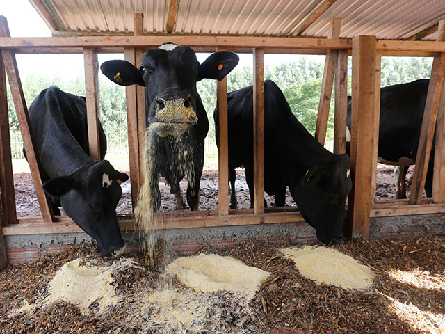 Exportação recorde e baixa oferta elevam preço interno do farelo de soja