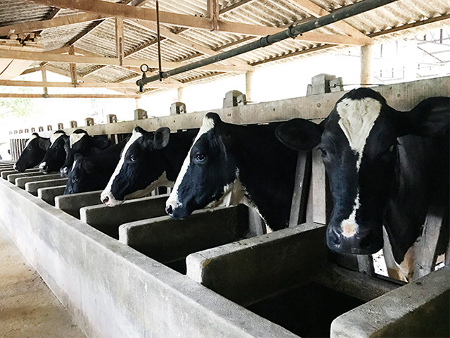 Custo de produção da pecuária leiteira sobe 4,3% no 1° semestre de 2020