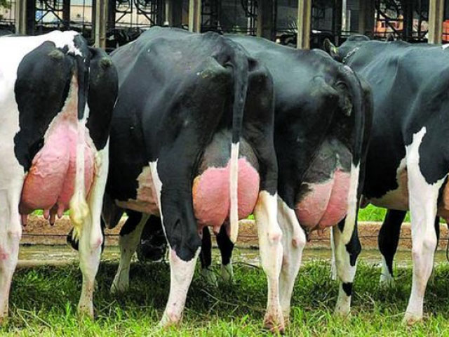 Adiada por conta da pandemia, Expoleite deixa saudades