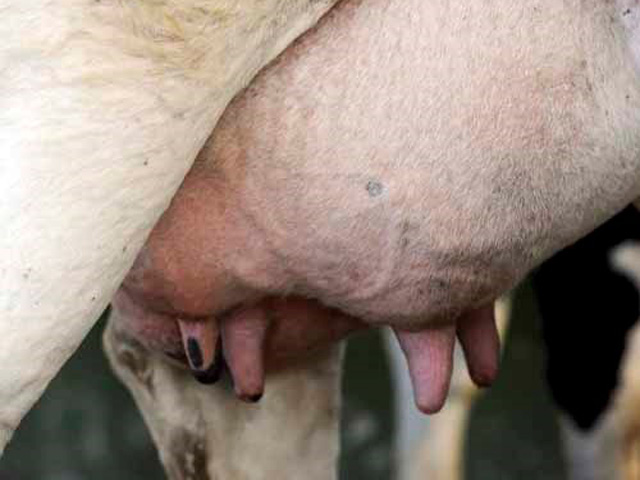 MSD Saúde Animal lança hormônio indutor de lactação com descarte zero do leite e da carne