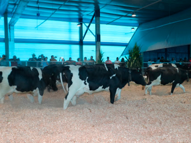 Embrapa leva debate sobre Compost Barn à ExpoSul Rural