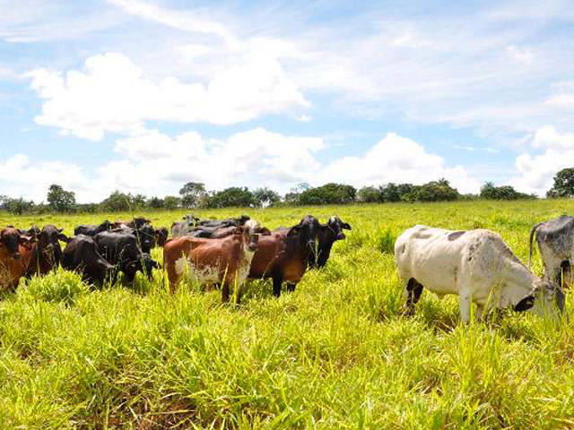 Itapetinga é destaque na produção de leite