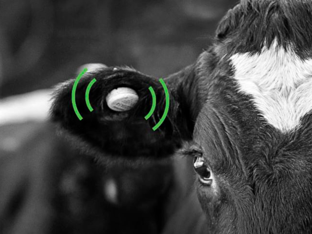 Zoetis lança o mais avançado sistema para monitoramento de vacas leiteiras