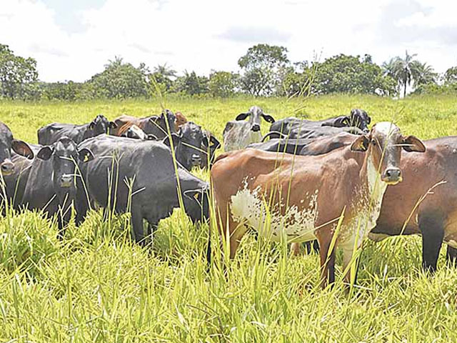 Falta de vacinas não deve impedir produtor rural de obter GTA em Minas