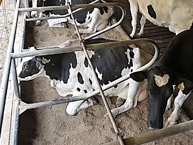 Produção de leite dos EUA aumenta 0,5% em junho