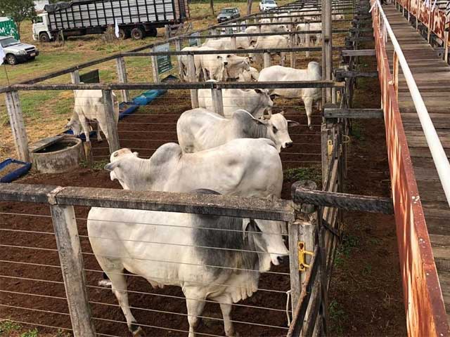 Primeira edição virtual do Pró-Genética começa no próximo sábado e terá cerca de 100 animais à venda