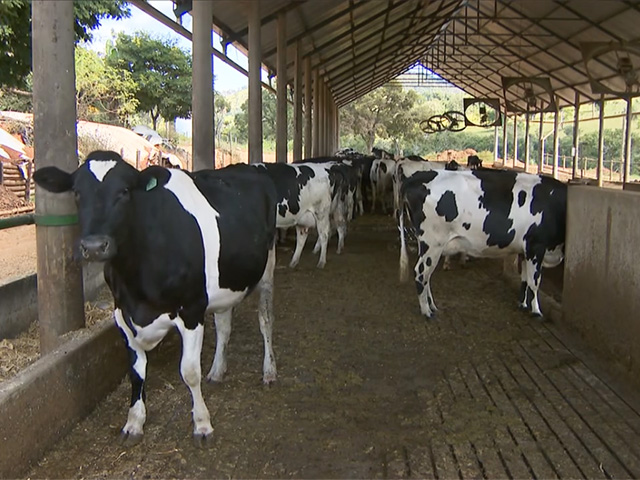 Alta no custo de produção de leite é desafio para produtor neste 2º semestre