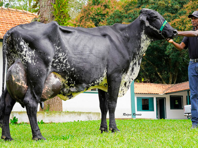 Vaca brasileira está no Guinnes