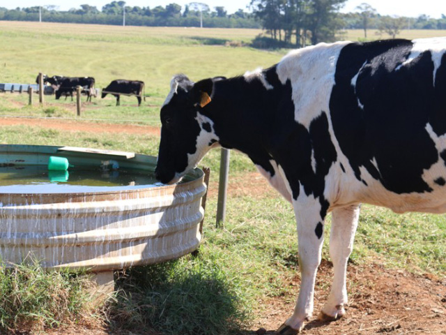 Capacitação da Embrapa orienta como produzir mais carne e leite com menos água