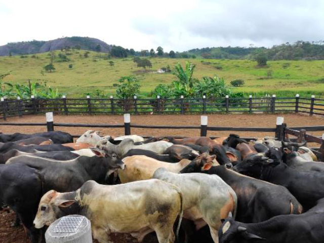 Produtores de Pavão, no Vale do Mucuri, realizam leilão virtual de gado