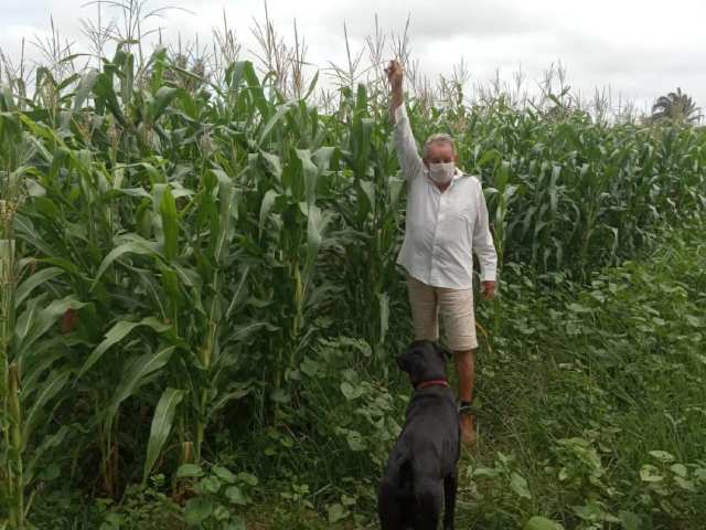 Silagem garante produção de queijo do Marajó o ano inteiro