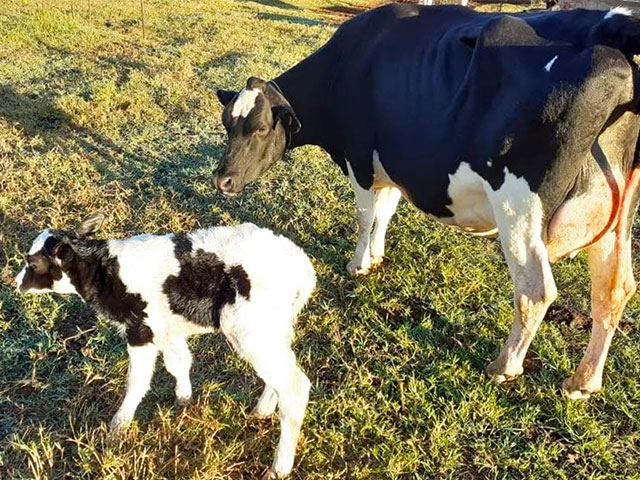 Ocorrência de cetose em vacas gera prejuízos à pecuária leiteira