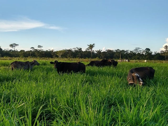 Projeto Balde Cheio adequa rotinas para continuidade do trabalho no Acre durante pandemia