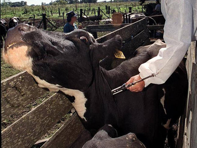Casos de raiva no Paraná aumentam e deixam pecuaristas em alerta