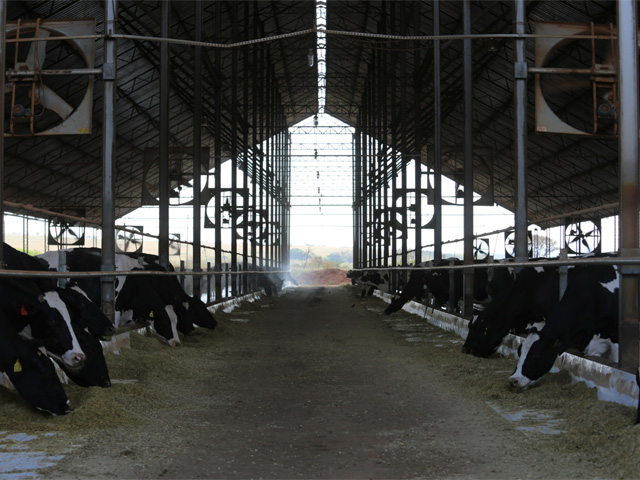 Comportamento das vacas leiteiras revela rede social
