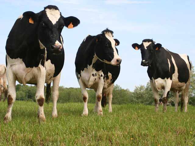 EUA aprovou US$ 6,8 bi pra produtores afetados por Covid-19; US$ 1,3 bi para produção de leite