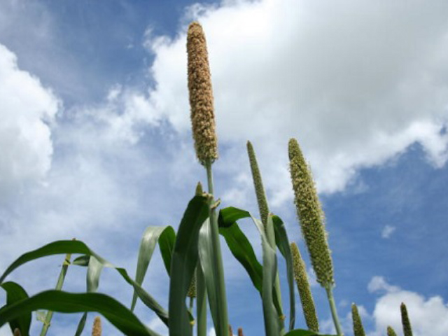 Embrapa sugere cereais de inverno e milheto para composição de rações