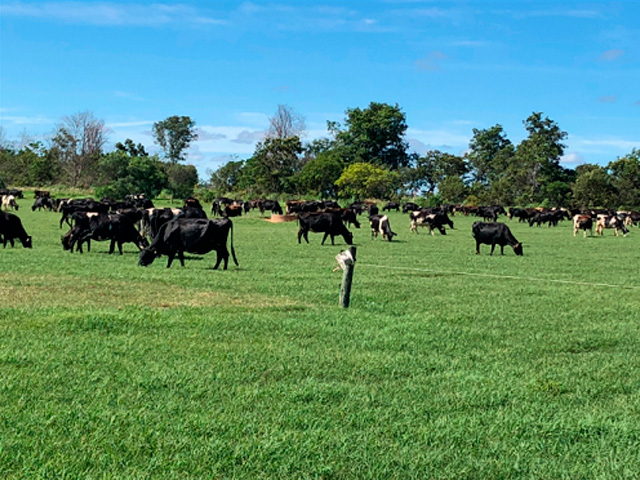Fazenda quadriplica lotação de animais por hectare