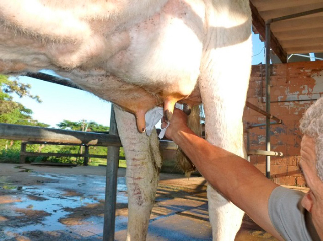 Mastite invisível traz riscos e prejuízos para rebanhos leiteiros