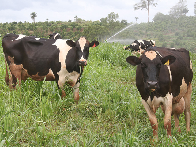 Produtores comemoram aumento no preço pago pelo leite no RS