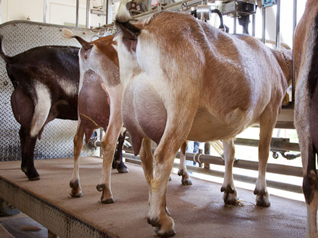 Ciclo de palestras on-line aborda produção sustentável de caprinos e ovinos leiteiros