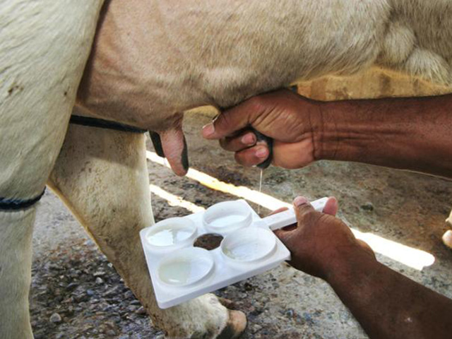Equipamento desenvolvido com apoio da Fapesc ajuda a diagnosticar doença em gado leiteiro