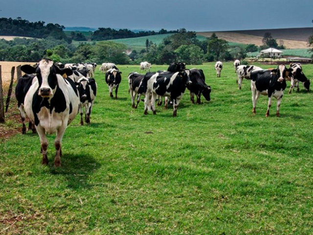 Santa Cruz-RS vive surto de raiva bovina, alerta Inspetoria Agropecuária