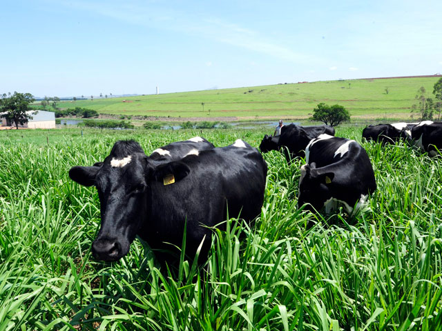 Câmara Setorial busca novas medidas para revitalizar produção de leite no Tocantins