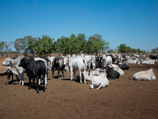 Custos de produção da pecuária de corte são analisados em GO e MG