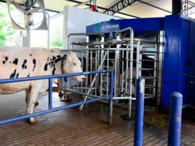 Robôs auxiliam produção de leite dos EUA