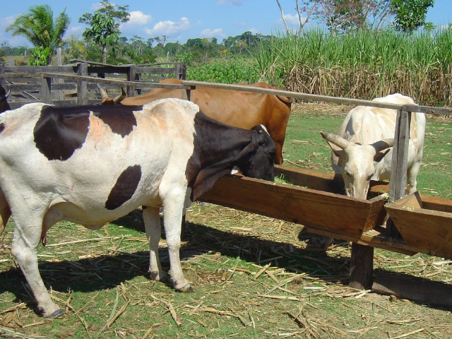 Sergipe registra bom momento da cadeia produtiva do leite