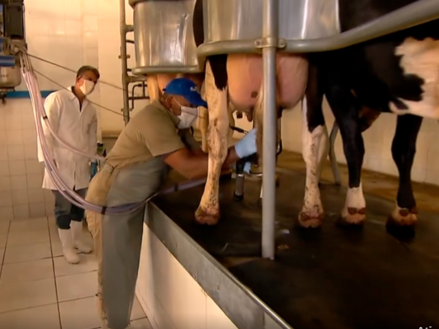 Produtores de leite de MG adotam medidas para conter disseminação do coronavírus entre os trabalhadores do campo