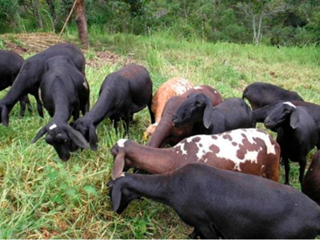 Semana de ovinos IZ abordará temas da pesquisa ao campo