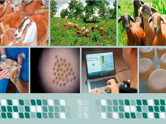 Tecnologias para a produção sustentável de caprinos e ovinos devem chegar a quase 5 mil produtores do Semiárido