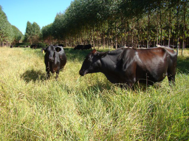 Startup brasileira cria controle biológico para carrapato bovino