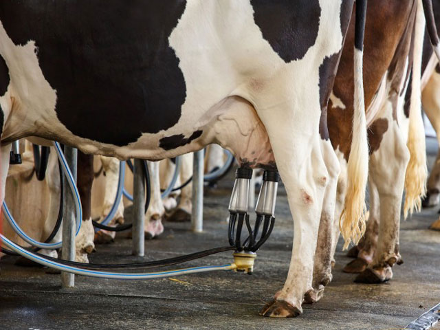 Tecnologia nacional ajuda em diagnóstico precoce da mastite em gado leiteiro
