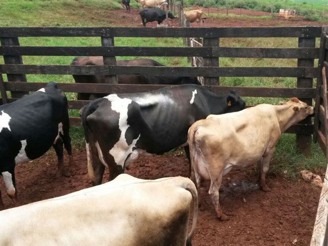 Produção de leite da Argentina segue crescendo e pressiona preços ao produtor