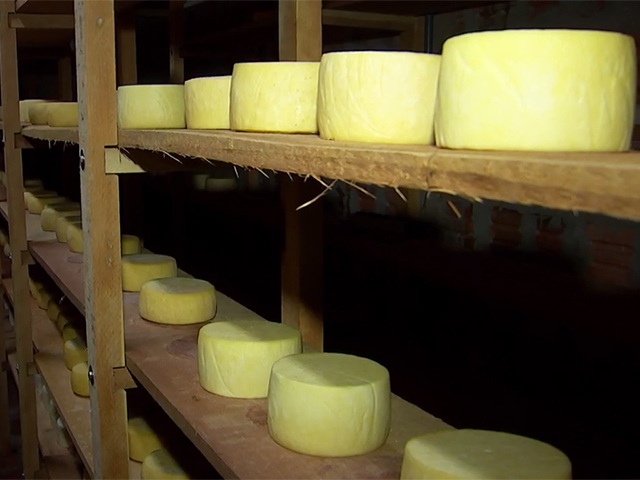 Pesquisa com apoio da Fapesp traça perfil da produção paulista de queijo artesanal
