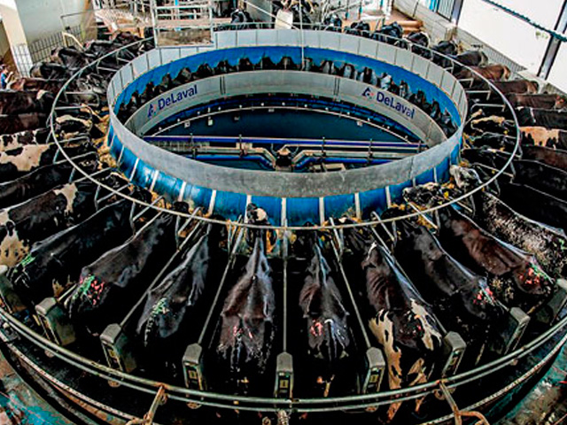 Produção de leite e número de vacas nos EUA aumentam em julho