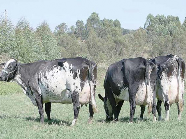 Estudo inédito no mundo sobre genoma de Girolando será publicado no Journal of Dairy Science