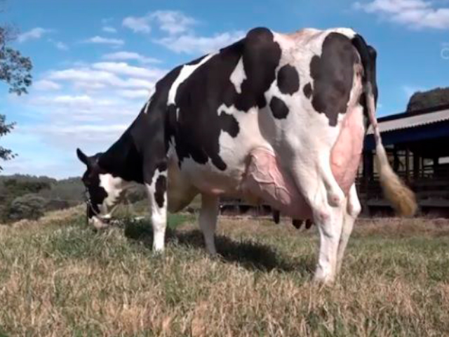 Vaca mais produtiva do Brasil em 2019 é de Santa Catarina