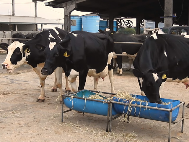 Produtores de leite temem que importações atrasem recuperação do setor