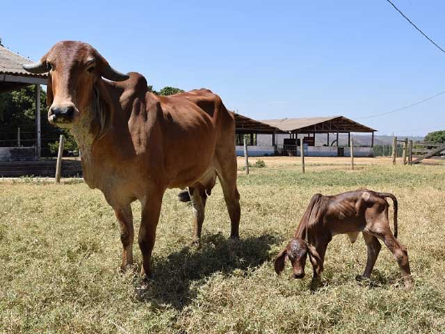 Nasce filha do primeiro clone de Gir Leiteiro da Embrapa Cerrados