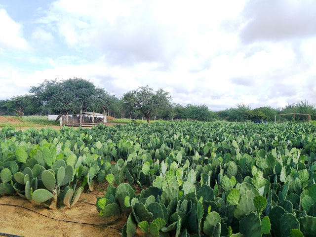 Projeto altera perfil de produção pecuarista familiar no Semiárido Baiano